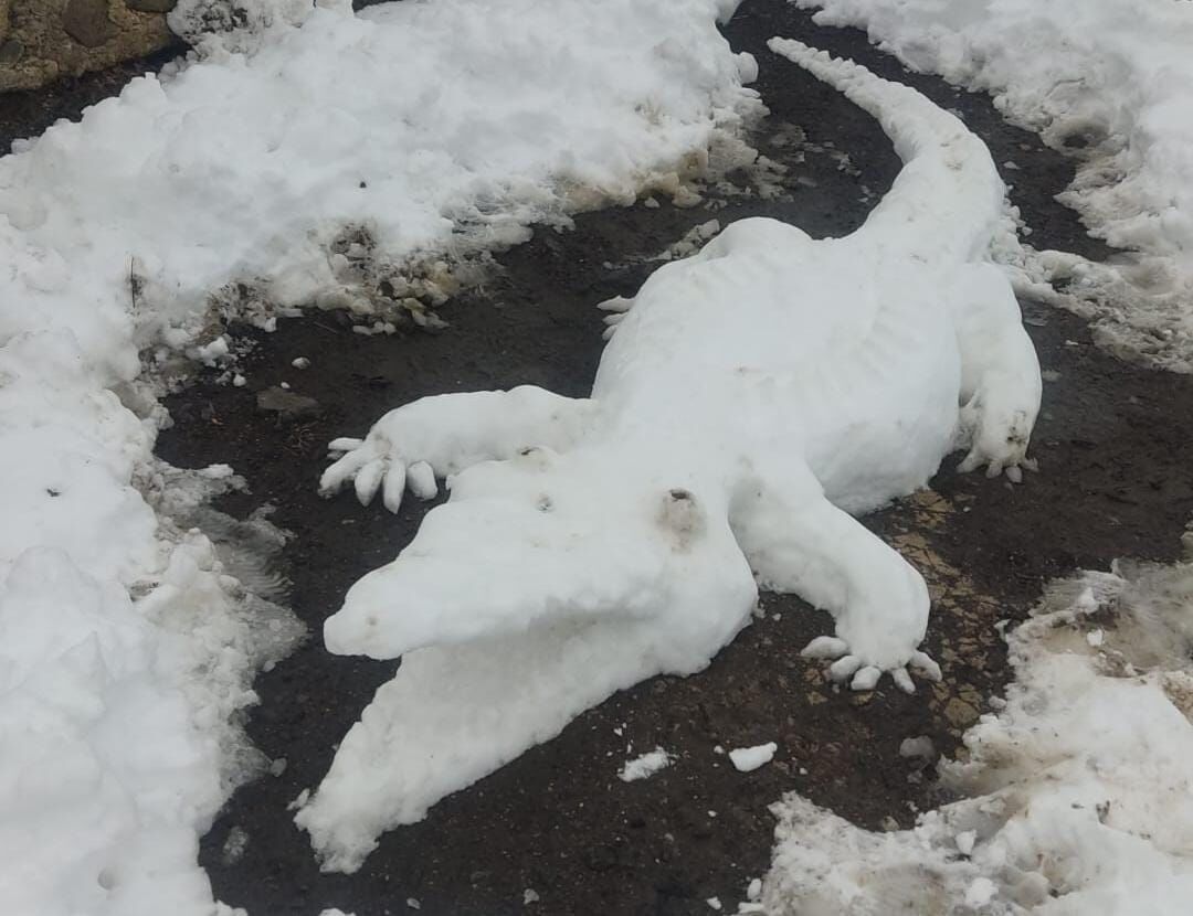 Ardanuç’ta Kardan Timsah ve Kaplumbağa Sürprizi-2