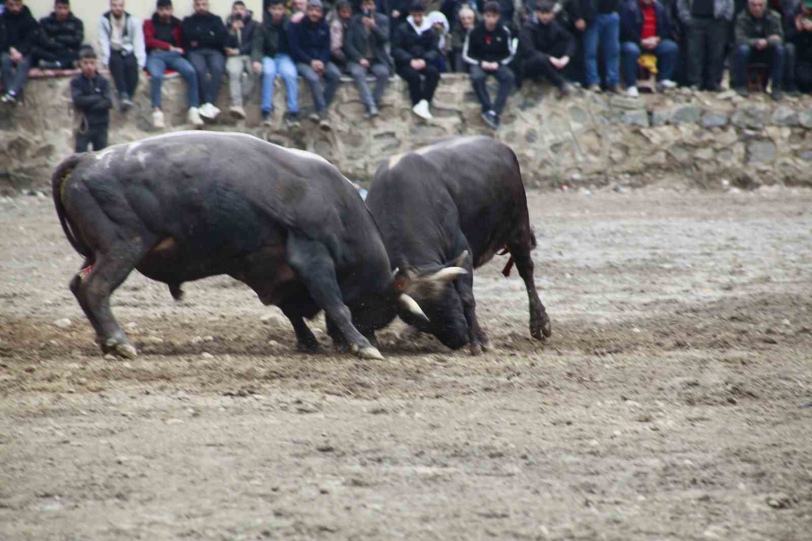 Boğa Güreşleri Sezonu Sarıgöl'de Açıldı
