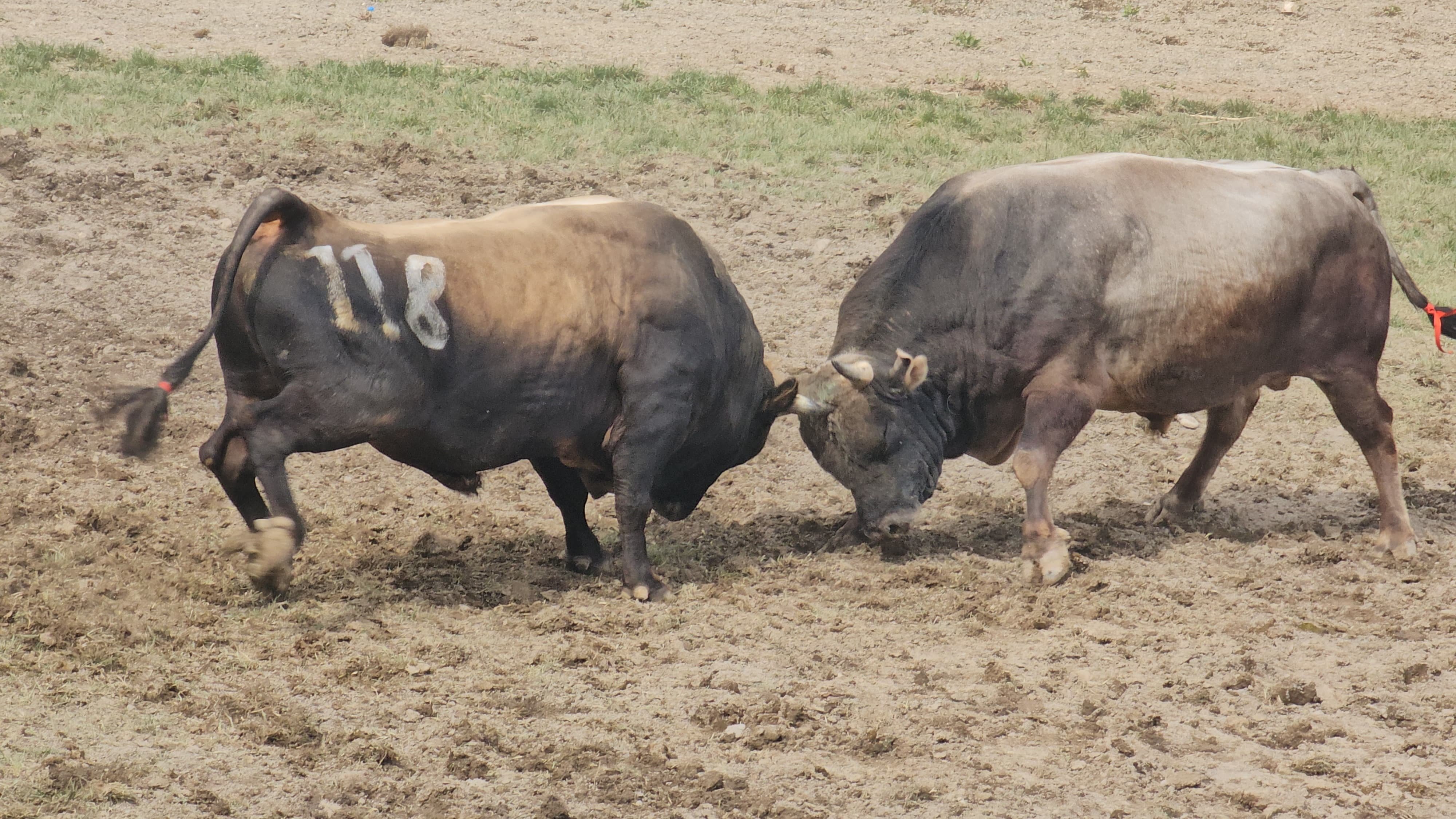 227 Boğa Arenaya Çıktı