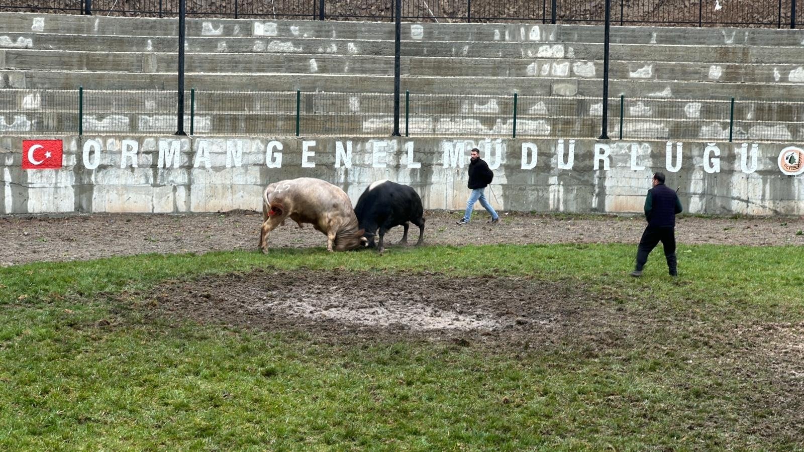 Boğa Güreşi Tutkunları Derekapı'da Heyecan Artıyor (2)