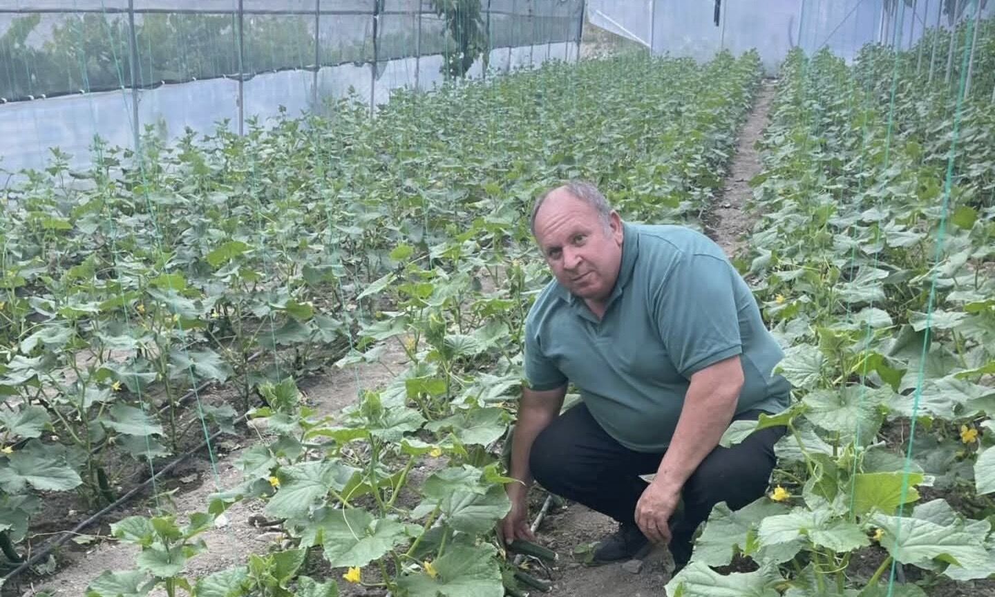 Seralarda Üretilen İlk Yerli Salatalıklar Satışa Çıkıyor