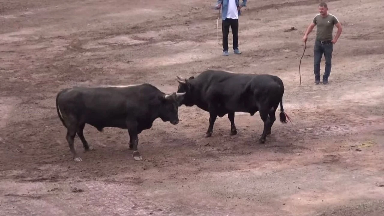 16. Murgul Damar Karagöl Festivali başladı