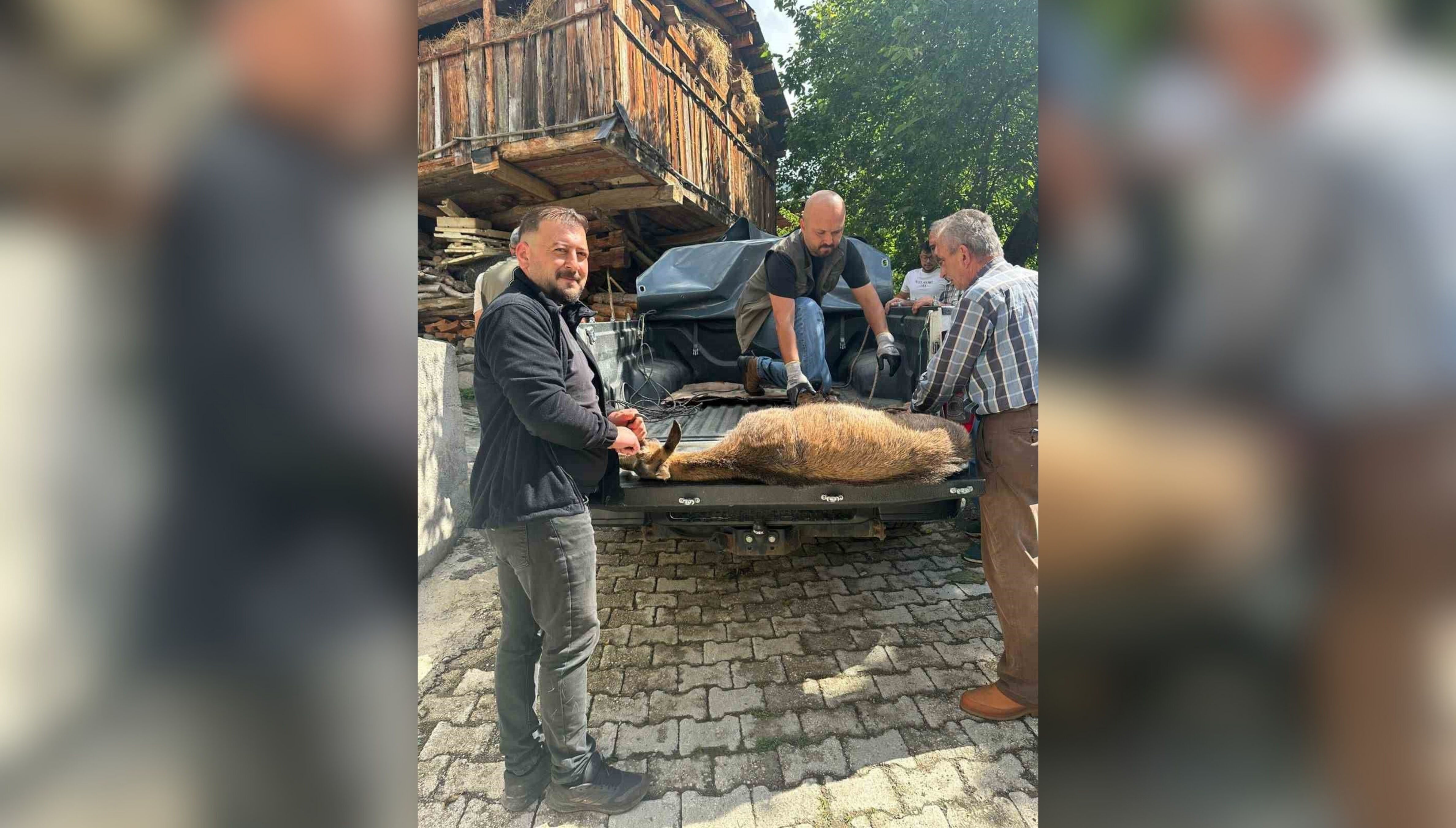 Halsiz Düşen Yaban Keçisi Köye Sığındı