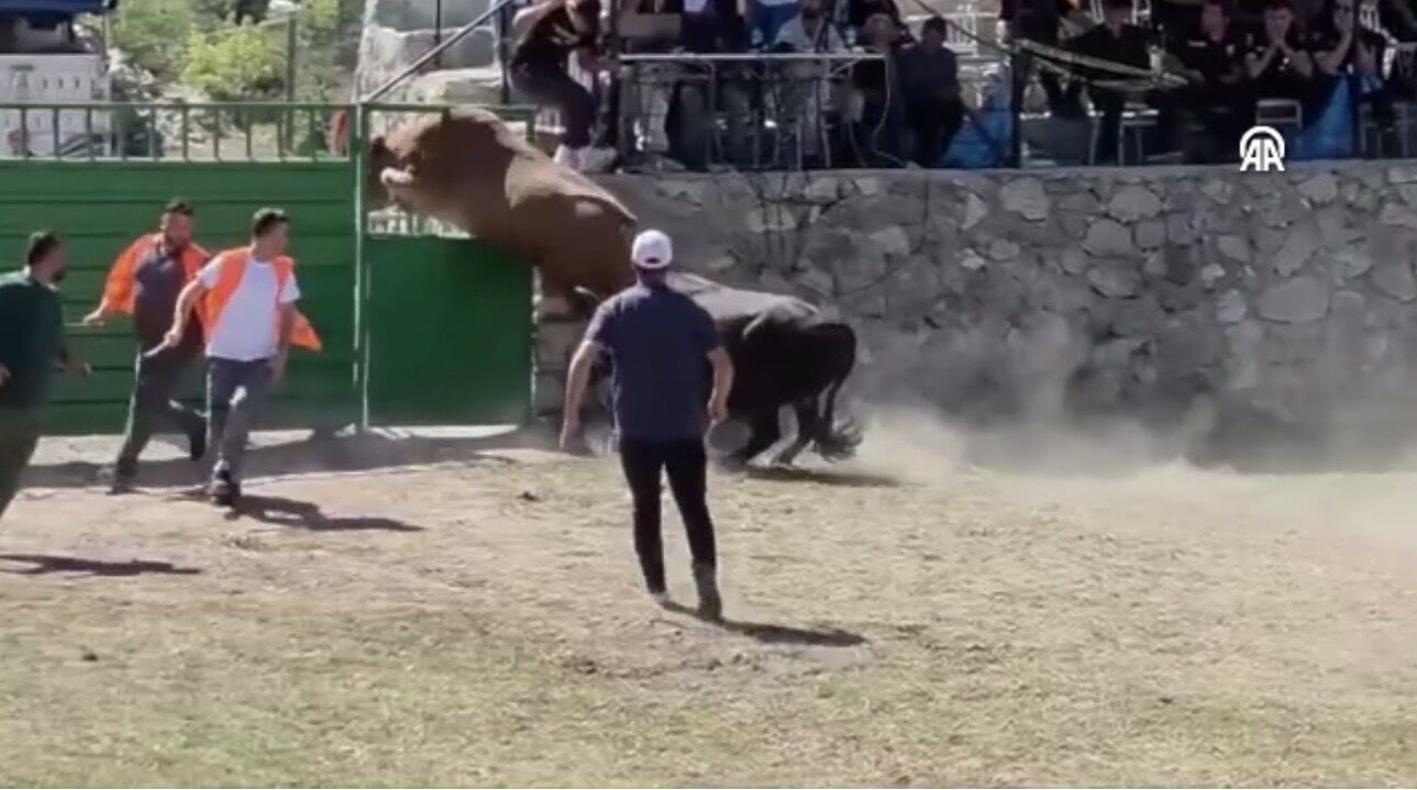 Festivalde Güreşen Boğa Kapı Boşluğundan Kaçtı