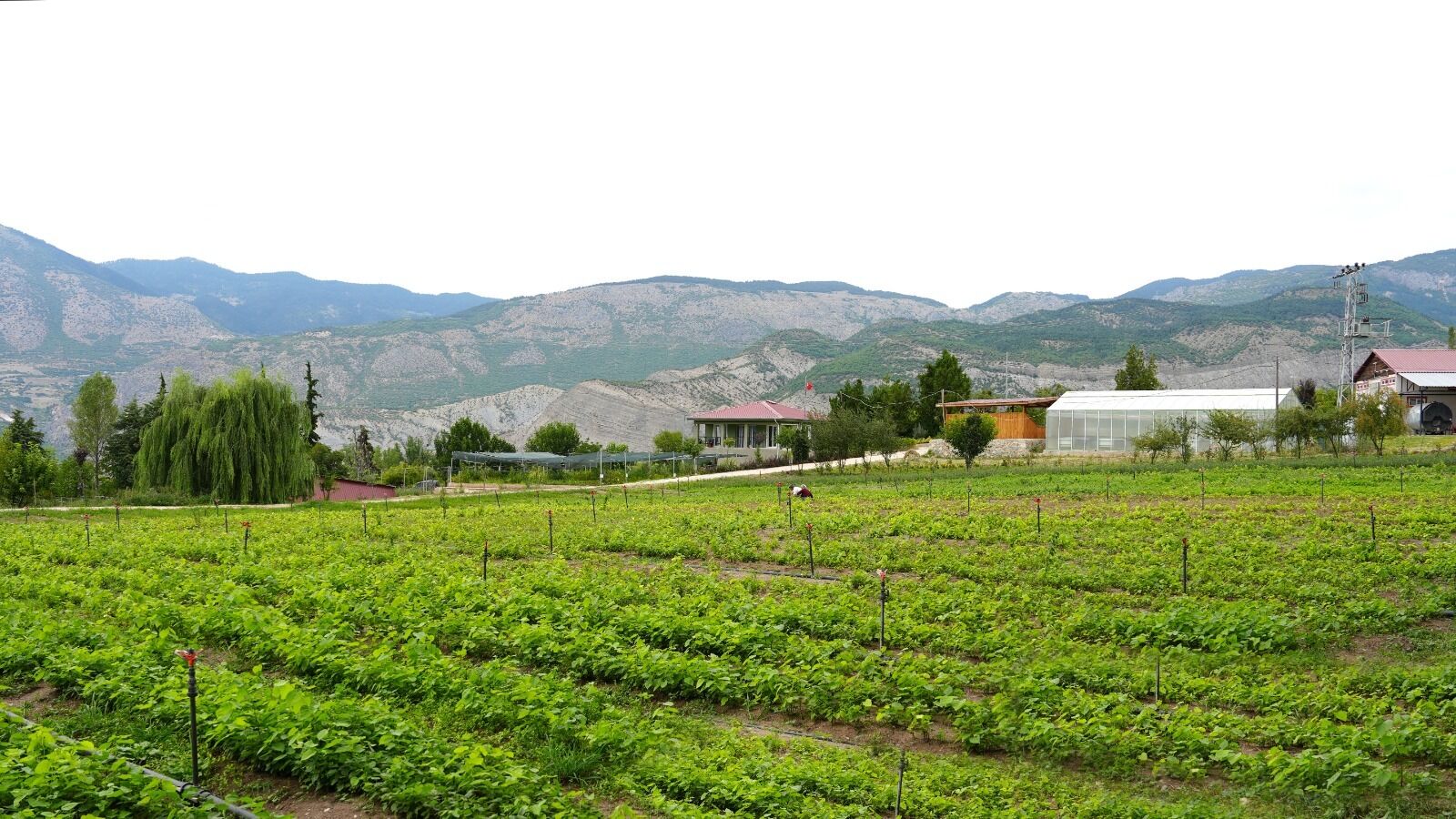 Ardanuç’ta Ihlamur Fidanı Üretim Mesaisi-3