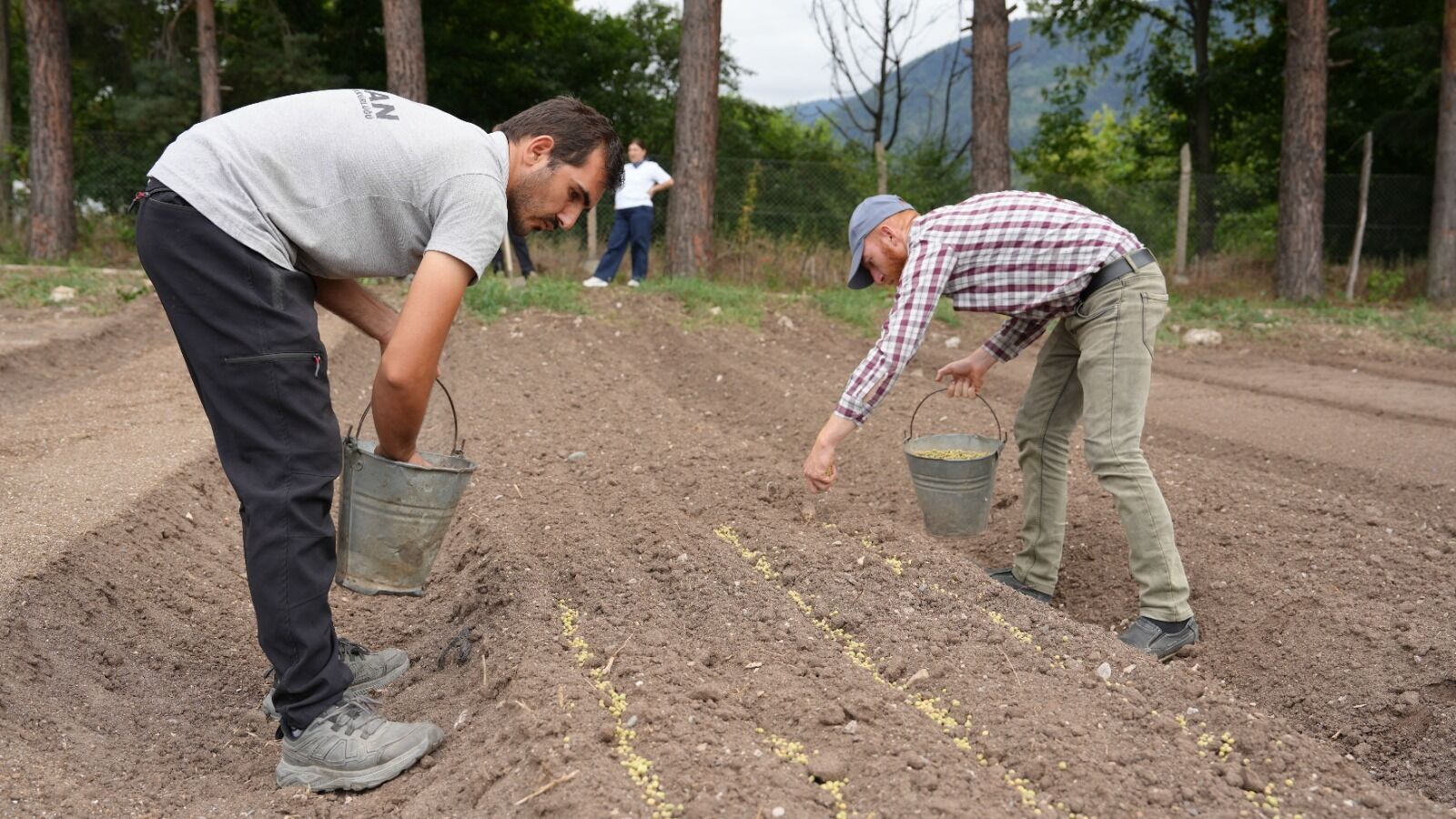 Ardanuç’ta Ihlamur Fidanı Üretim Mesaisi-2