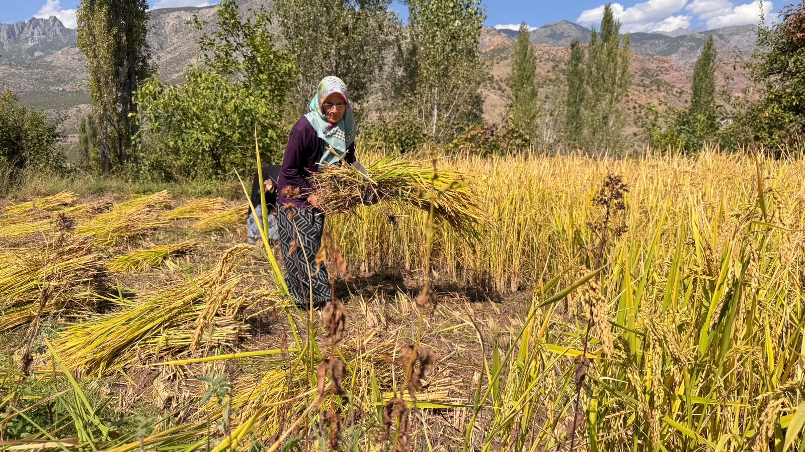 Yusufeli’nde Geleneksel Çeltik Hasadı Başladı