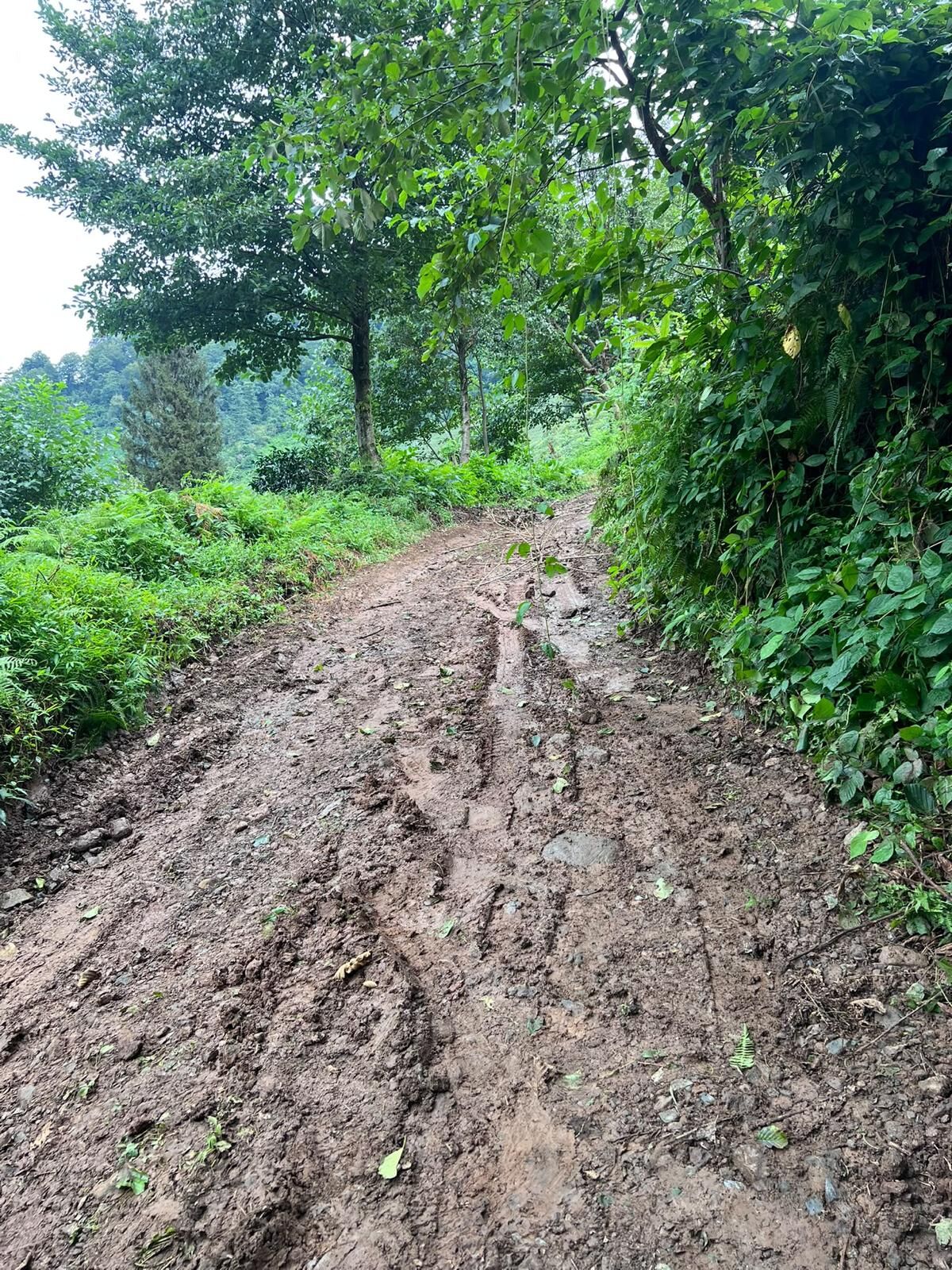 Çay Üreticisi Çayı Neden Sırtında Taşıdı