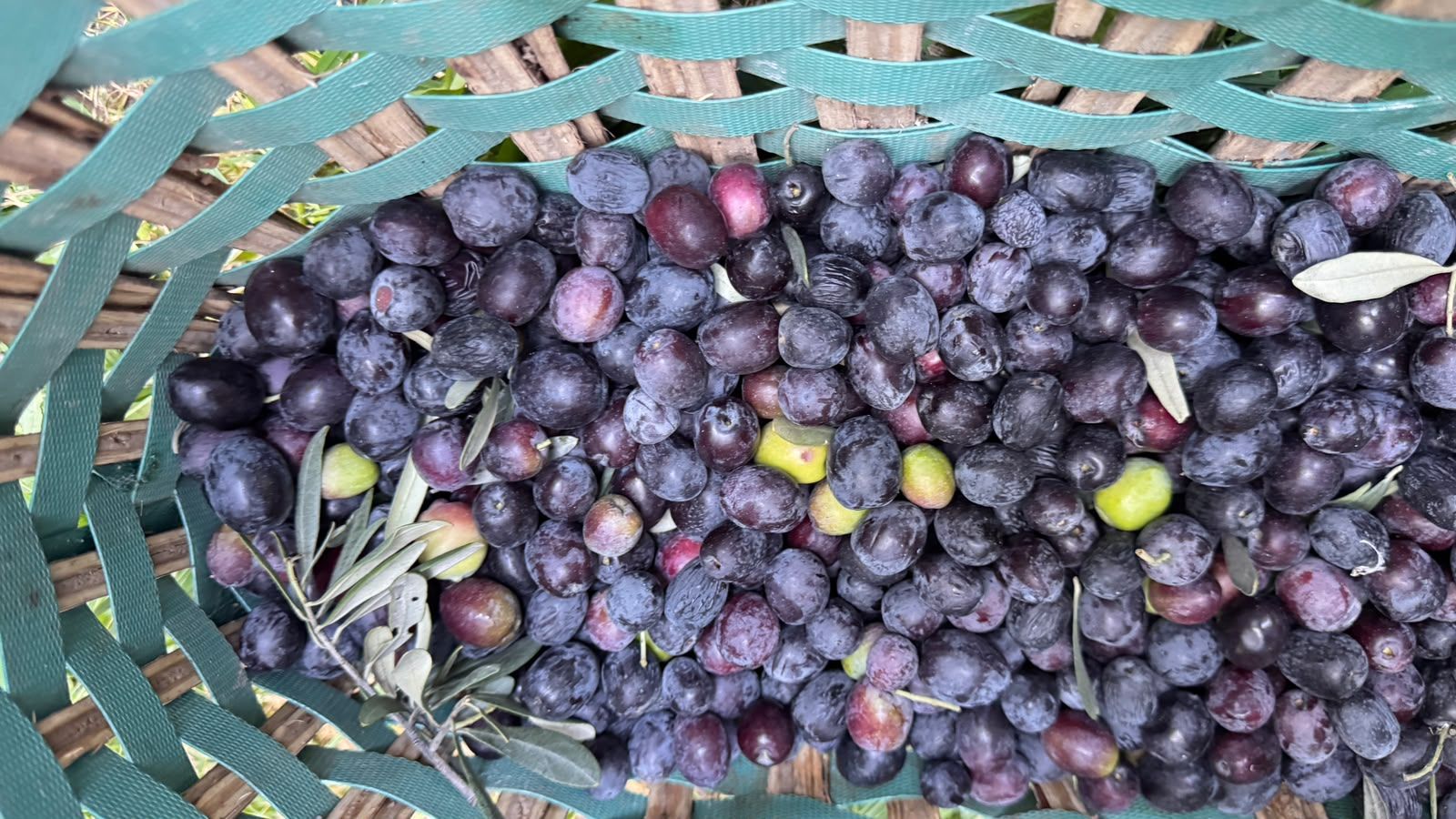 Butko Zeytin Hasadı Başladı