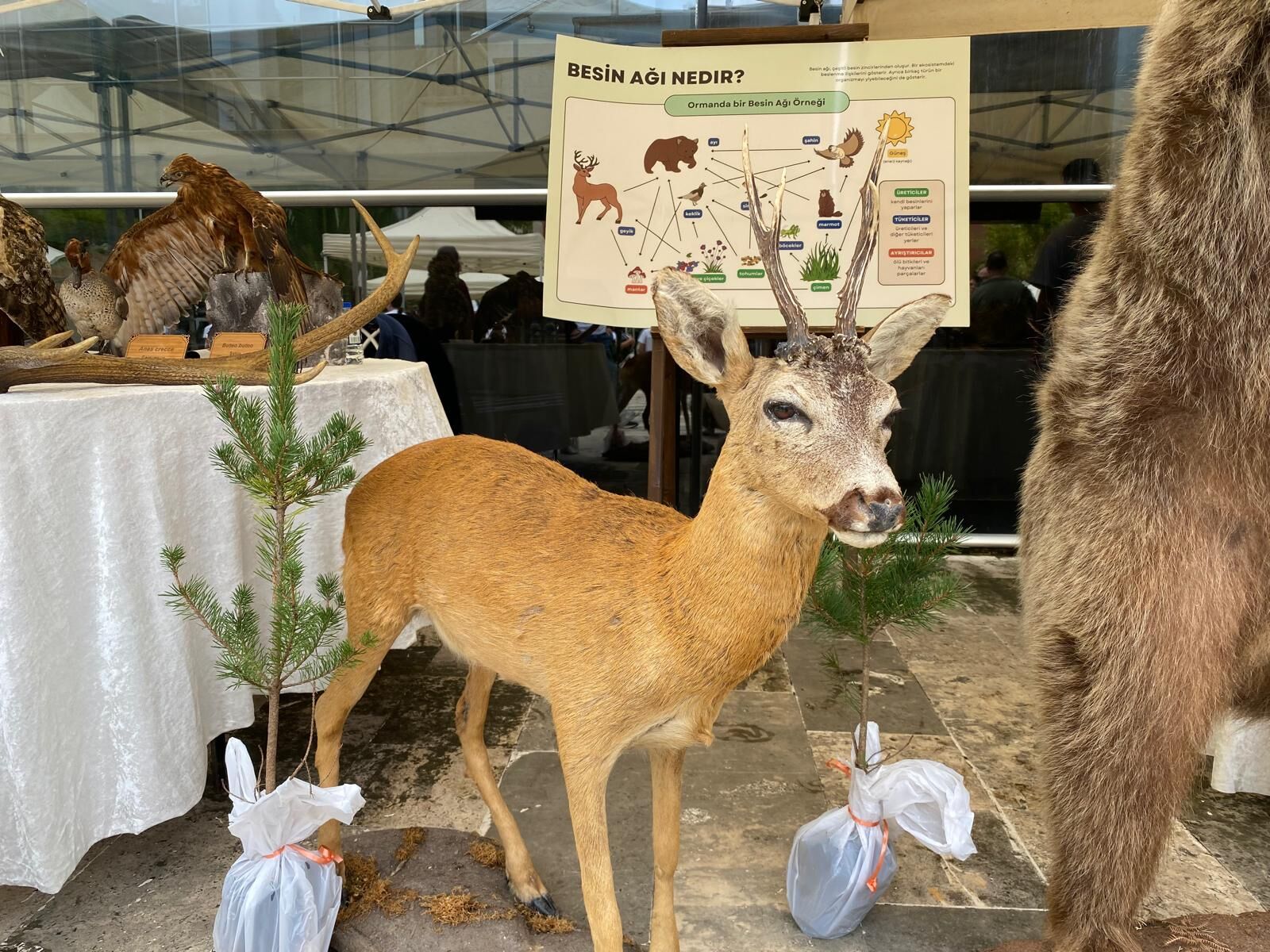 Artvin’in Yaban Hayatı Görücüye Çıktı